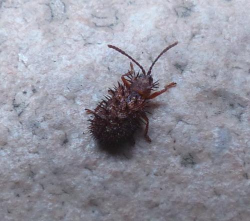 Réf. 188 651 : Dicladispa testacea